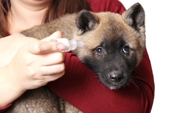 Eye Drops For Dogs