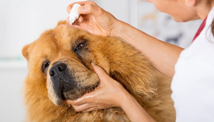 Eye Drops For Dogs