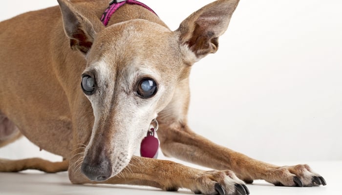 Brown dog with progressive retinal atrophy staring at the camera