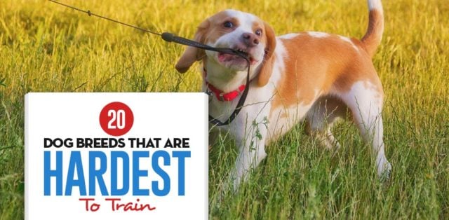 Hardest Dog Breeds to Train featured image