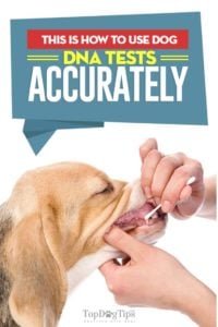 How to Accurately Use Dog DNA Test