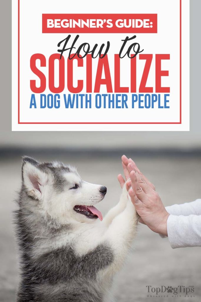 How to Socialize A Dog With Humans