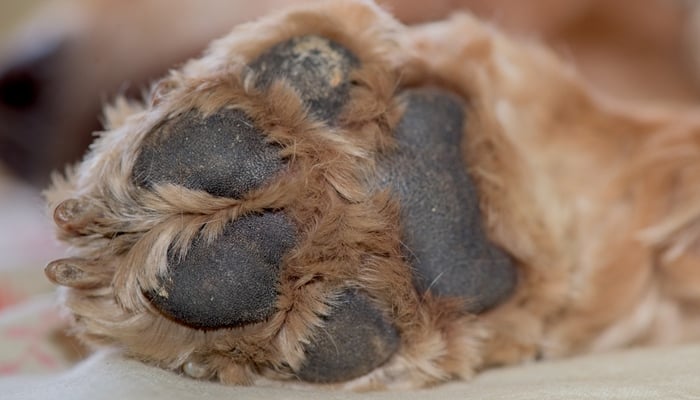 How to Manage Hyperkeratosis in Dogs