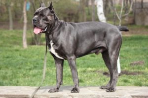 World's Largest Dog Breeds