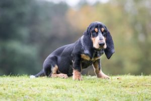 World's Largest Dog Breeds