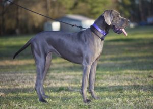 World's Largest Dog Breeds