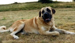 World's Largest Dog Breeds