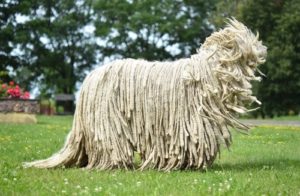 World's Largest Dog Breeds