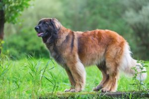 World's Largest Dog Breeds