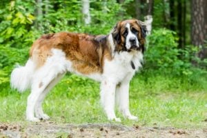 World's Largest Dog Breeds