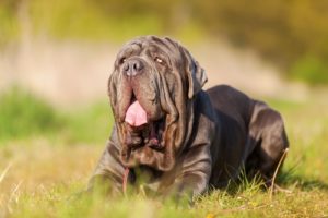 World's Largest Dog Breeds