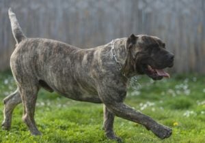 World's Largest Dog Breeds