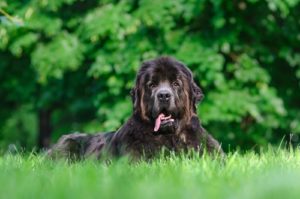 World's Largest Dog Breeds