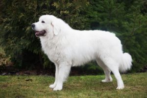 World's Largest Dog Breeds