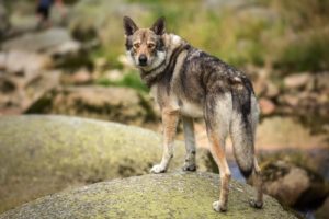 World's Largest Dog Breeds