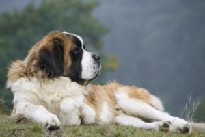 World's Largest Dog Breeds