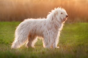 World's Largest Dog Breeds