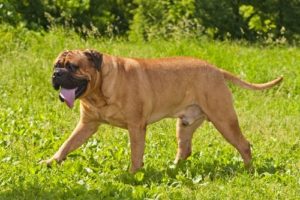 World's Largest Dog Breeds