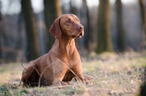 World's Largest Dog Breeds