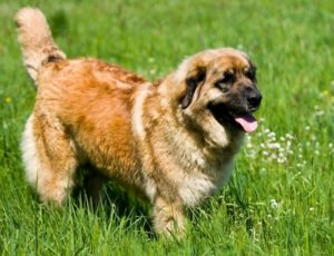 World's Largest Dog Breeds