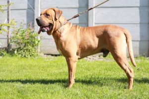 World's Largest Dog Breeds