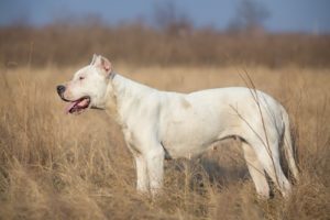 World's Largest Dog Breeds