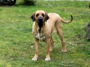 World's Largest Dog Breeds