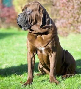 World's Largest Dog Breeds