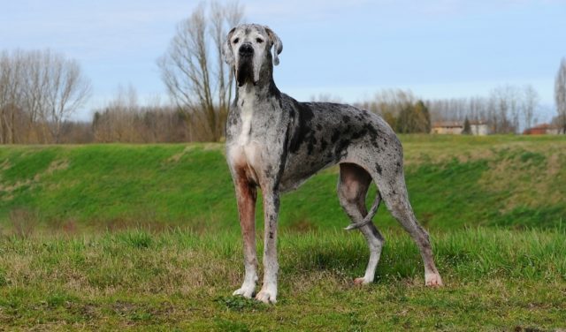 World's Largest Dog Breeds