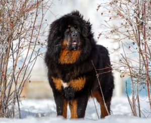 World's Largest Dog Breeds