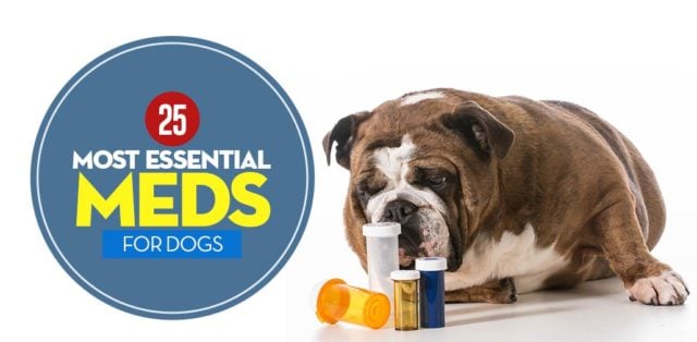 Most Essential Dog Meds featured image