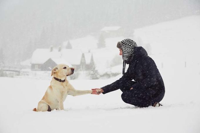 People Empathize More with Dogs than Humans