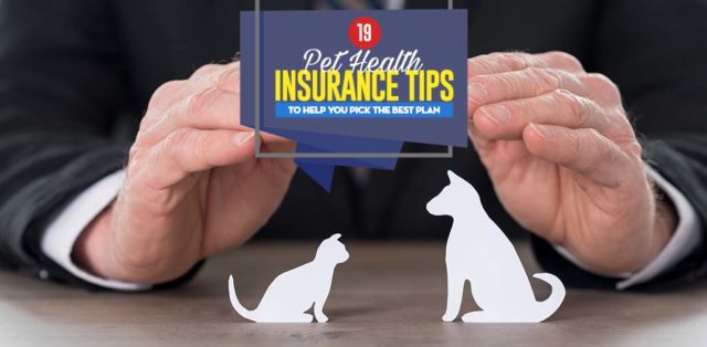 Pet Health Insurance Facts and Tips