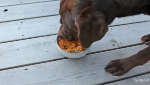 Salmon and Broccoli Dog Food