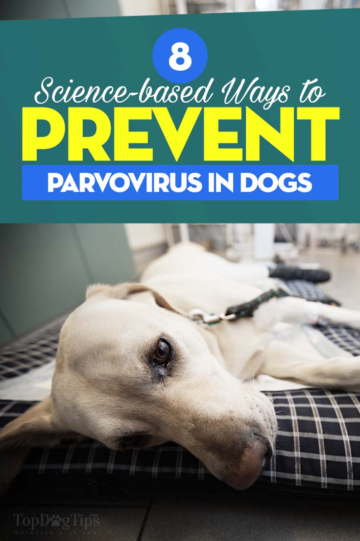 Science-based Ways to Prevent Parvovirus in Dogs