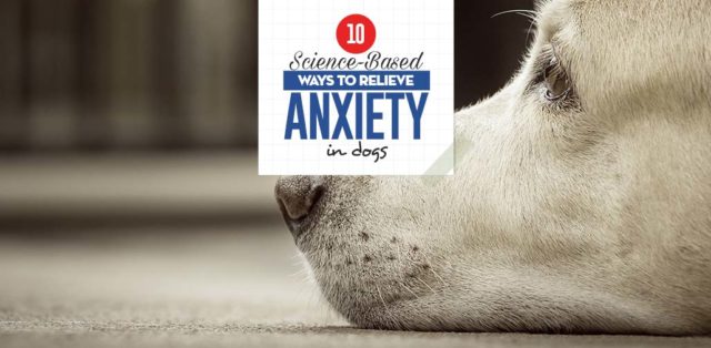 Science-based Ways to Relieve Anxiety in Dogs