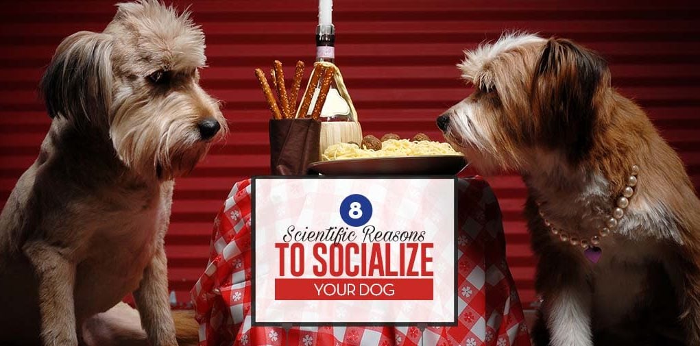 Scientific Reasons to Socialize Your Dog