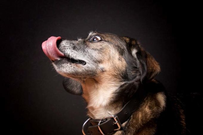 Studies Say When Dogs Lick Their Mouths You’re Stressing Them Out