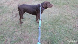 Hands-Free Dog Walking Supplies Giveaway