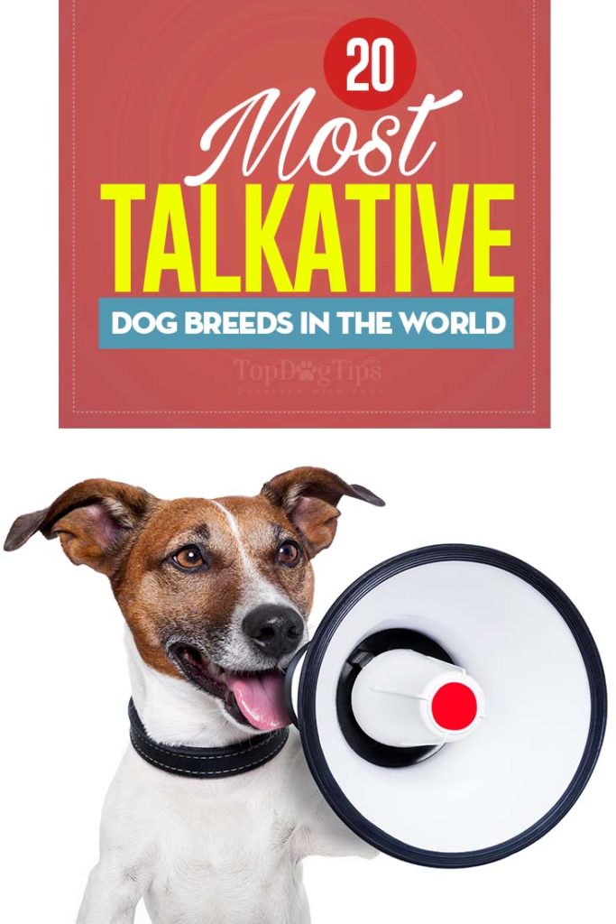 The 20 Most Talkative Dog Breeds