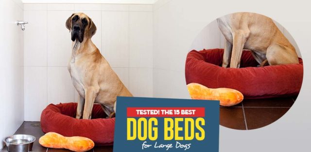 The Best Dog Beds for Large Dogs