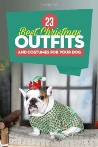 The Best Dog Christmas Outfits and Costumes