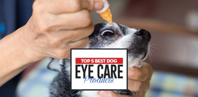 The Best Dog Eye Care Products