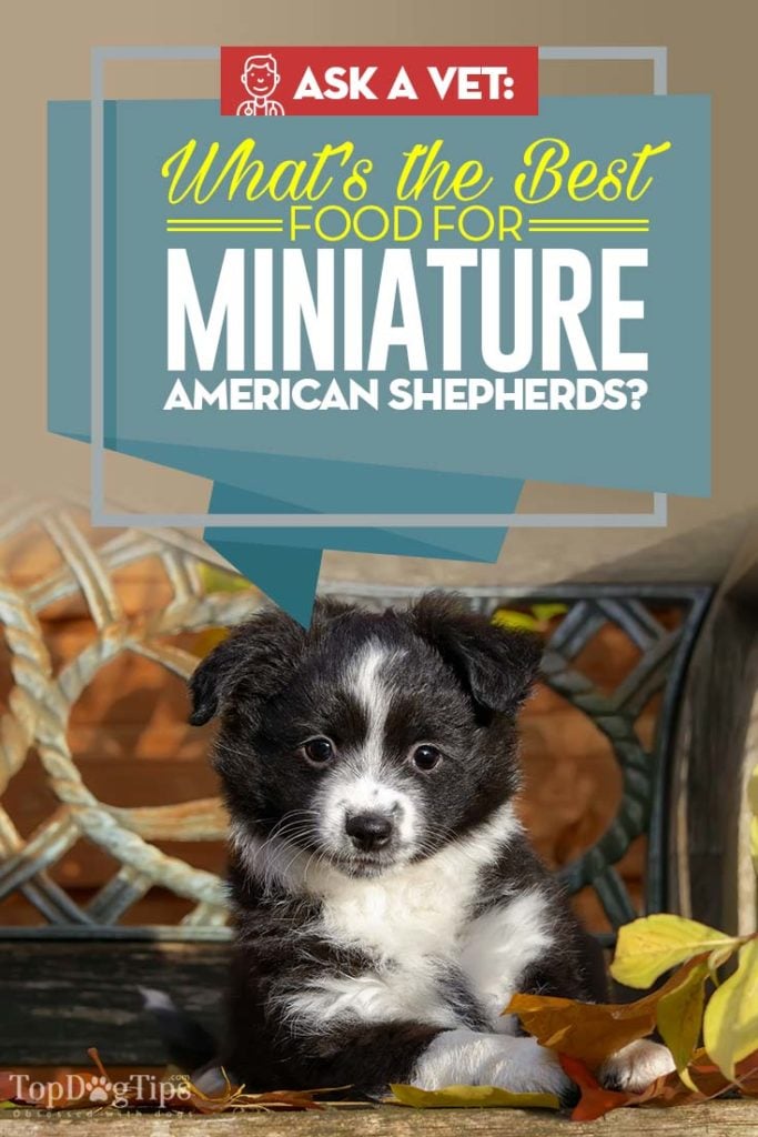 The Best Dog Food for Miniature American Shepherd - Top 10 Vet Recommended Brands