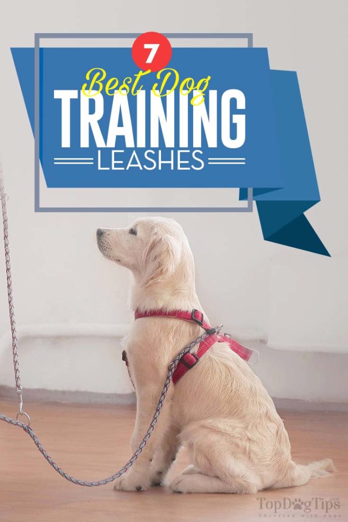 The Best Dog Training Leash