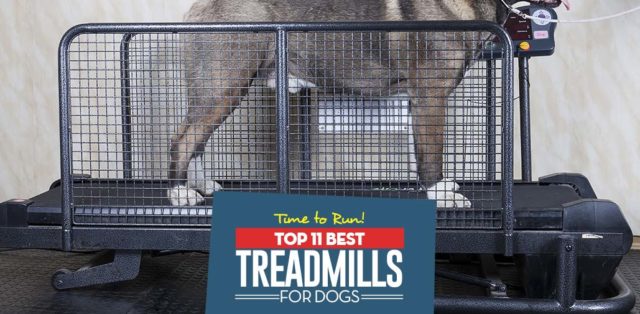 The Best Dog Treadmill Choices for Exercise and Recovery