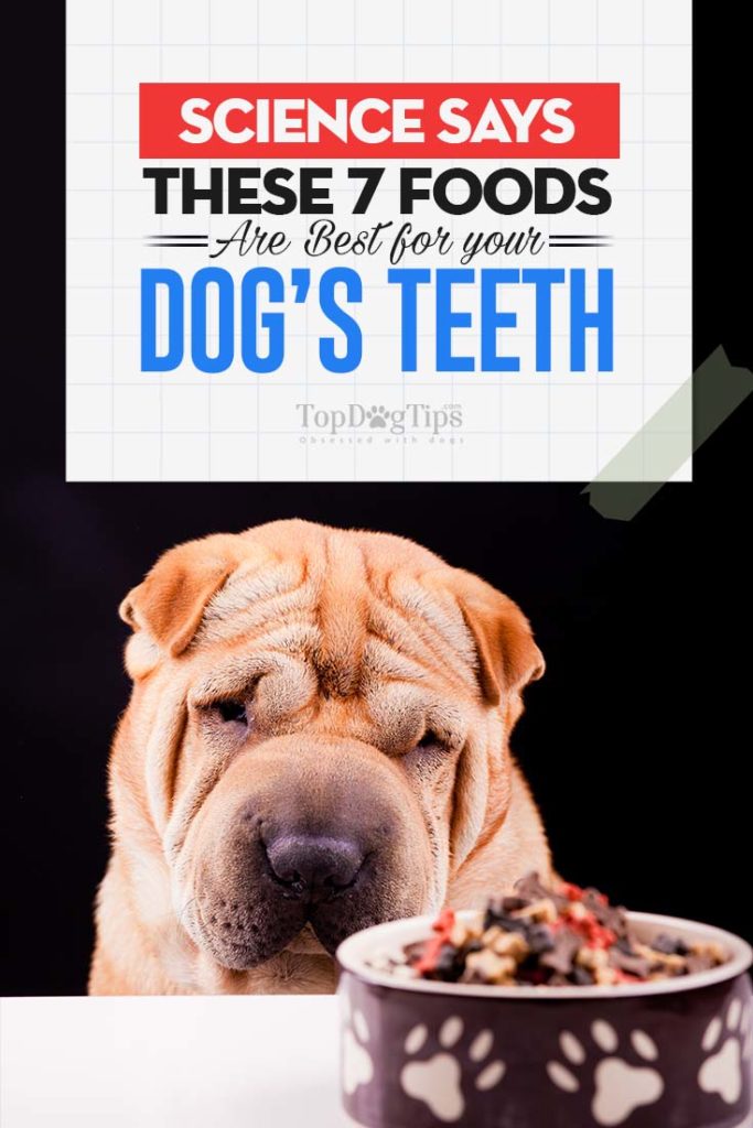 The Best Foods for Dog’s Dental Health