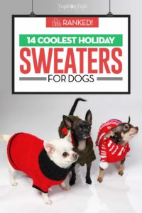 The Best Holiday Dog Sweaters