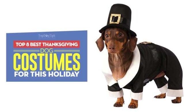 The Best Thanksgiving Dog Costumes for the Holiday