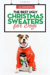 The Best Ugly Christmas Sweater for Dogs Choices